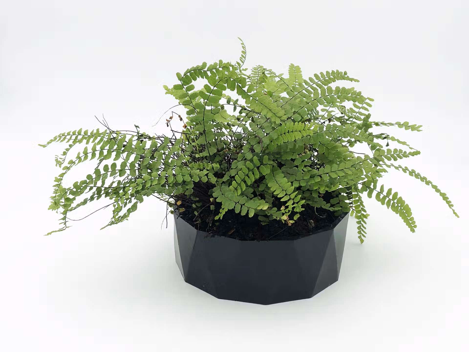 Grand diamant cire d'abeille beilsens noir avec fougère